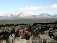 Население Иссык-Кульской области. История появления здесь кыргызов